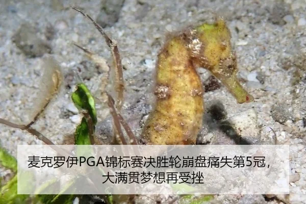 麦克罗伊PGA锦标赛决胜轮崩盘痛失第5冠，大满贯梦想再受挫